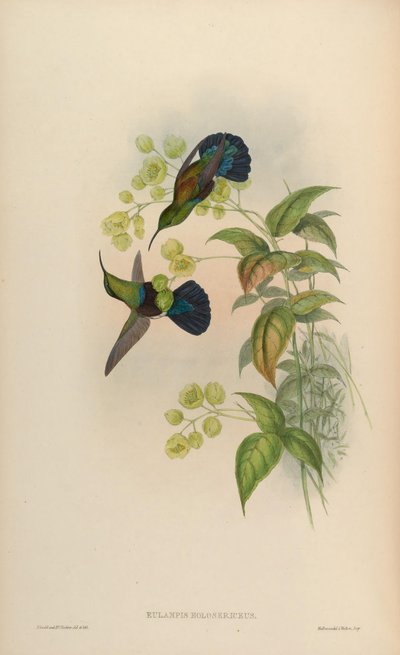 Eulampis holosericeus by John Gould